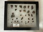 Triceratops Tand Fossielen - Lot van 34, Ophalen of Verzenden, Fossiel