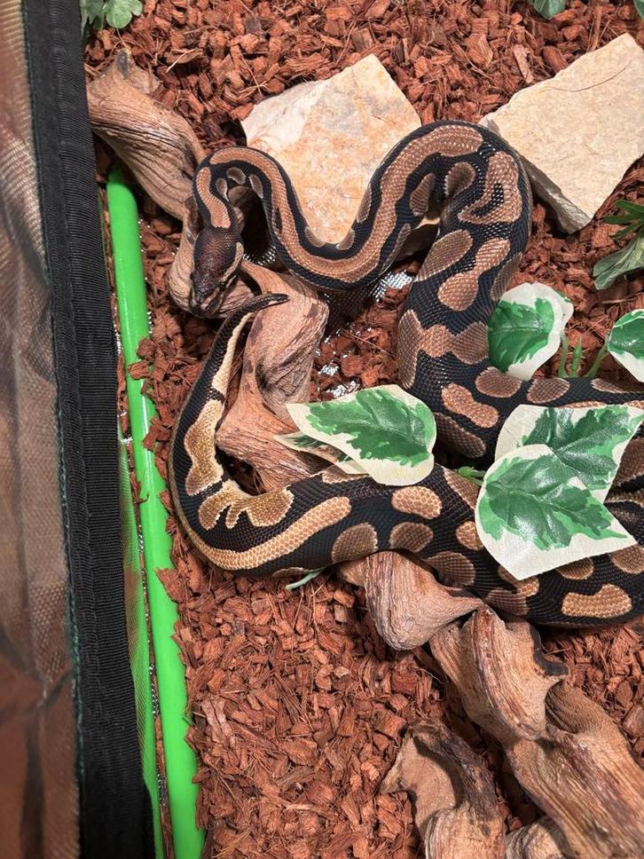 Koningspython, Dieren en Toebehoren, Reptielen en Amfibieën, Slang, 0 tot 2 jaar