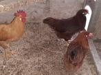 Leghorns Rood te koop, Dieren en Toebehoren, Pluimvee, Vrouwelijk, Kip