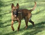 Mechelse herder dekreu goed knpv bloedlijn, Dieren en Toebehoren, Rabiës (hondsdolheid), Reu, Eén hond, 3 tot 5 jaar