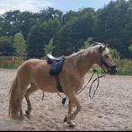 Super lieve Haflinger, Dieren en Toebehoren, Pony's, E pony (1.48m - 1.57m), Gechipt, Ruin, 3 tot 6 jaar