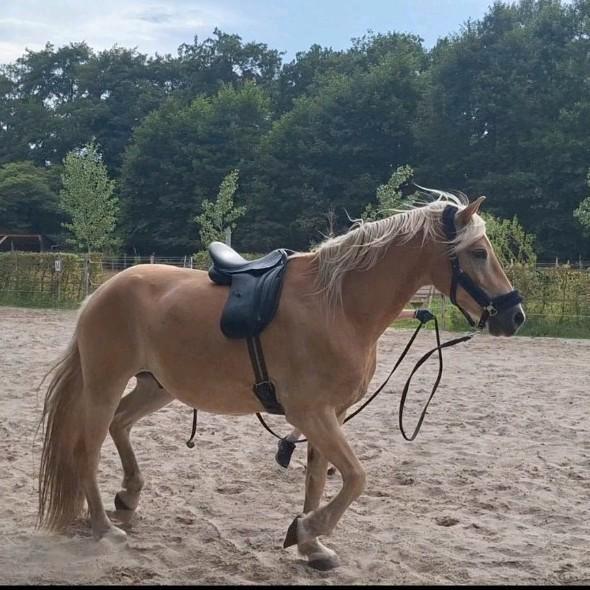 Super lieve Haflinger, Dieren en Toebehoren, Pony's, Ruin, Onbeleerd, E pony (1.48m - 1.57m), 3 tot 6 jaar, Met stamboom, Gechipt