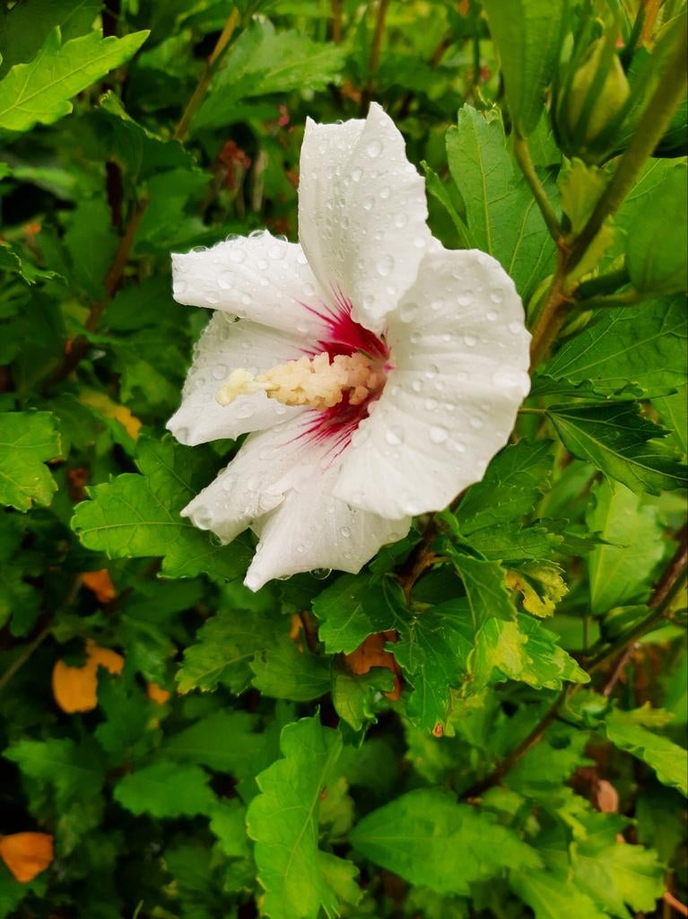 Onbespoten Hibiscus Biologisch, Ophalen, Overige soorten, Minder dan 100 cm