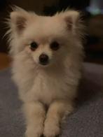 Mooie super lieve pomeriaan, Dieren en Toebehoren, CDV (hondenziekte), 15 weken tot 1 jaar, Eén hond, Nederland