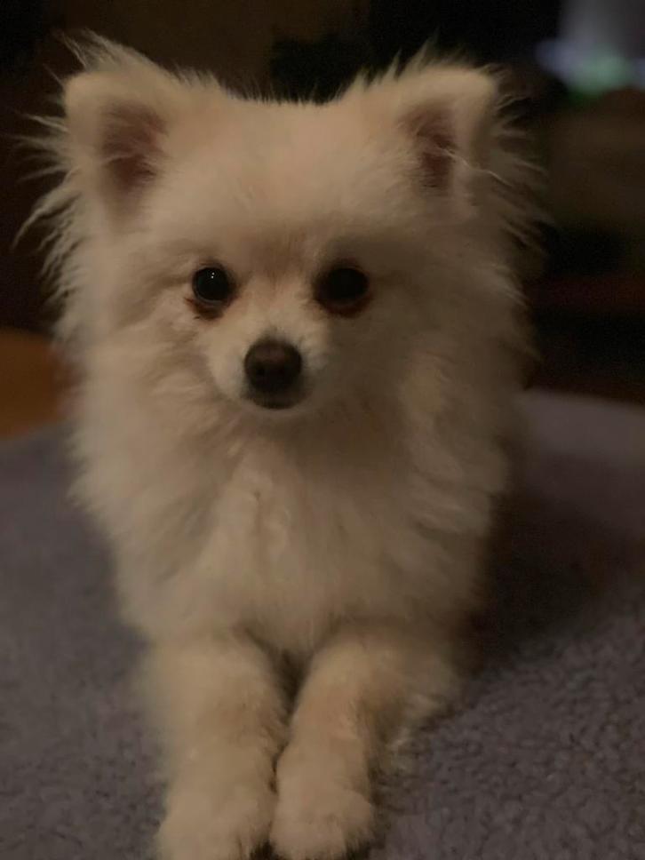 Mooie super lieve pomeriaan, Dieren en Toebehoren, Honden | Poolhonden, Keeshonden en Oertypen, Reu, Overige rassen, Particulier