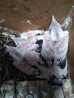 Bali spreeuwen, Dieren en Toebehoren, Vogels | Overige Vogels, Mannelijk, Geringd