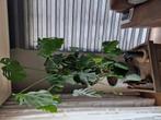 Vingerplant, Huis en Inrichting, Ophalen, Halfschaduw, Minder dan 100 cm