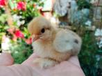 Cochin kriel gesexst hennetjes,ook voor broedse hen geschikt, Dieren en Toebehoren, Pluimvee, Vrouwelijk, Kip