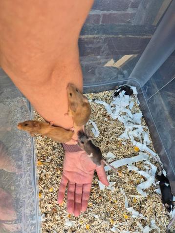 Zeer tamme kleurmuis vrouwtjes. Ook satijn. beschikbaar voor biedingen