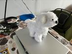 Te koop een leuk hondje, Ophalen, Nieuw, Hond