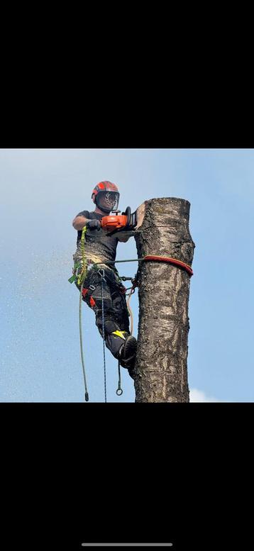 Boom klimmend kappen / versnipperen afvoeren beschikbaar voor biedingen