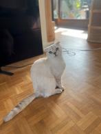 Raskatten British Shorthair ter adoptie, Dieren en Toebehoren, Katten en Kittens | Overige Katten, Meerdere dieren