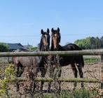 Chique talentvolle spring 1,5j  ruin DOURKHAN HERO Z, Dieren en Toebehoren, Paarden, Springpaard, Ruin, 0 tot 2 jaar, 170 tot 175 cm