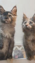 Maine coon met stamboom, Dieren en Toebehoren, Meerdere dieren, Met stamboom, 0 tot 2 jaar