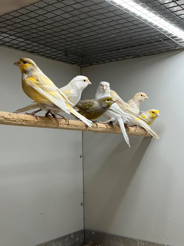 Kanaries Agaat, Dieren en Toebehoren, Vogels | Kanaries, Kleurkanarie, Meerdere dieren
