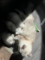 Siamees seal point/Ragdoll blue lynx kittens, Dieren en Toebehoren, Katten en Kittens | Overige Katten, Meerdere dieren, Langharig