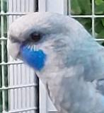 GEVRAAGD:  Pennant, Dieren en Toebehoren, Mannelijk, Parkiet, Geringd