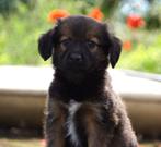 Lieve Levendige Kooiker x Markiesje x Friese Stabij pups, Dieren en Toebehoren, Honden | Retrievers, Spaniëls en Waterhonden, Overige rassen