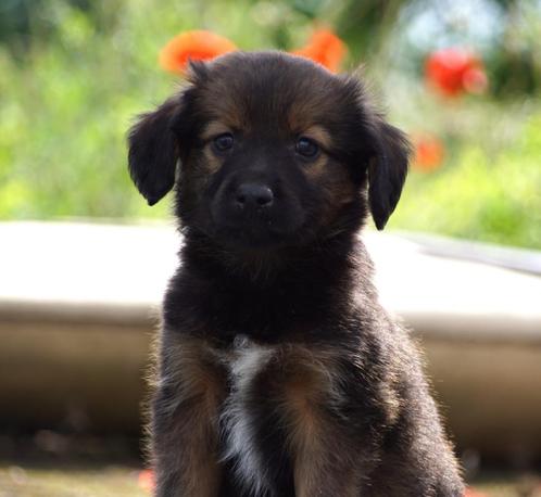 Lieve Levendige Kooiker x Markiesje x Friese Stabij pups, Dieren en Toebehoren, Honden | Retrievers, Spaniëls en Waterhonden, Meerdere dieren
