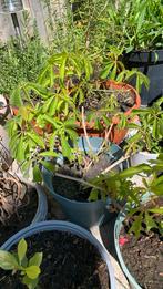 Faste tuın plant Passı per struık €5, Tuin en Terras, Planten | Tuinplanten, Ophalen of Verzenden, Zomer, Volle zon