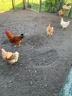 Legkip (Isa Brown) broedeieren, Dieren en Toebehoren, Pluimvee, Geslacht onbekend, Kip