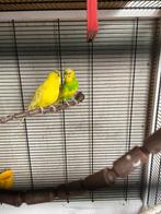Parkiet, Dieren en Toebehoren, Vogels | Parkieten en Papegaaien