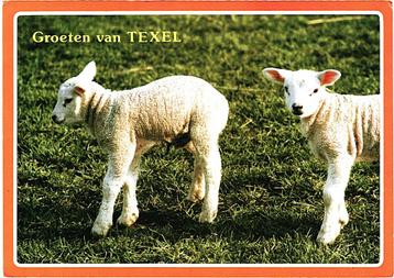 914050 Texel lammetje Postzegel afgeweekt beschikbaar voor biedingen