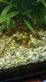 Vuurgarnalen 2,00, Dieren en Toebehoren, Vissen | Aquariumvissen, Kreeft, Krab of Garnaal