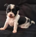Klein teefje chihuahua x naakthond, Dieren en Toebehoren, Honden | Chihuahua's en Gezelschapshonden, 8 tot 15 weken, Teef, Eén hond