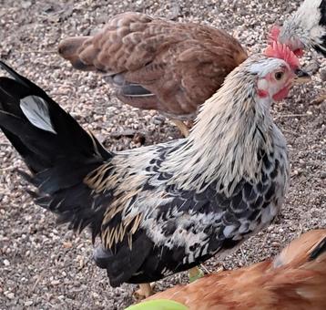 Serama haantjes  beschikbaar voor biedingen