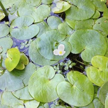 Kikkerbeet voor vijver en aquarium  beschikbaar voor biedingen