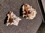Twee schelpen, Ophalen, Schelp(en)