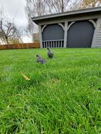 Amrock hennetjes, Dieren en Toebehoren, Pluimvee, Meerdere dieren, Kip