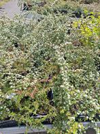 Cotoneaster Horizontalis - Dwergmispel, Ophalen, Bodembedekkers, Vaste plant, Halfschaduw