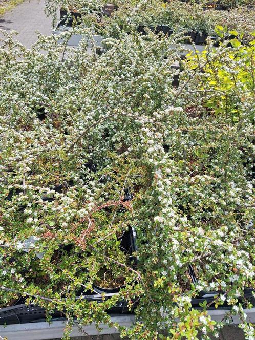 Cotoneaster Horizontalis - Dwergmispel, Tuin en Terras, Planten | Tuinplanten, Vaste plant, Bodembedekkers, Halfschaduw, Lente