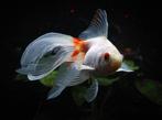 Sluierstaart goudvis vrouw, Dieren en Toebehoren, Vissen | Aquariumvissen, Vis, Zoetwatervis