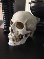 Waanzinnig mooie mensen schedel/ skull op ware grootte, Ophalen of Verzenden