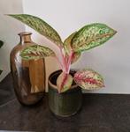 Aglaonema 'Painted Celebration', Ophalen of Verzenden