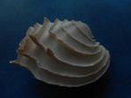 Schelpen: Callanaitis (Venus) disjecta Perry f++g 57mm, Verzenden, Schelp(en)