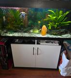 Juwel 180 liter aquarium, Dieren en Toebehoren, Vissen | Aquaria en Toebehoren, Ophalen of Verzenden