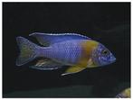 Malawi Cichliden: Aulonocara maulana, Vis, Zoetwatervis