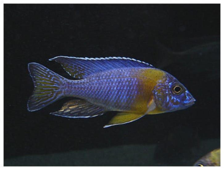 Malawi Cichliden: Aulonocara maulana, Dieren en Toebehoren, Vissen | Aquariumvissen, Zoetwatervis, Vis