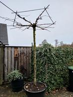 Dakplataan in pot 240cm, 22cm stamomtrek, Ophalen, In pot, Volle zon, Overige soorten