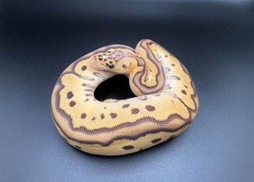 1.0 Pastel Orange Dream Jungle Woma Clown ball python regius beschikbaar voor biedingen