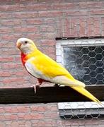 Splendid parkieten, Dieren en Toebehoren, Meerdere dieren, Parkiet, Geringd