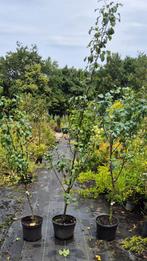 Perenboom in soorten., Ophalen, Minder dan 100 cm, In pot, Appelboom