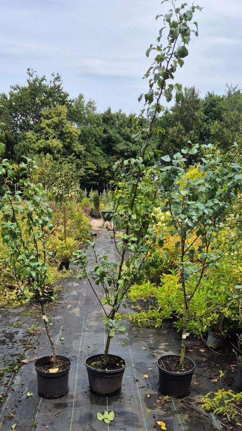 Perenboom in soorten., Tuin en Terras, Planten | Fruitbomen, Appelboom, Minder dan 100 cm, Halfschaduw, Zomer, In pot, Ophalen