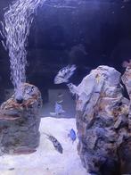 Zebra cichliden, Vis