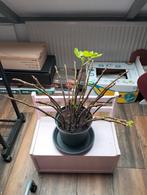 Vijgen stekken te koop, Tuin en Terras, Ophalen, Volle zon, Vaste plant, Bloeit niet