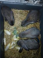 Zeer lieve raszuivere Vlaamse reuzen mogen verhuizen., Dieren en Toebehoren, Vrouwelijk, Groot